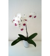 Phalenopsis 3 výhonová