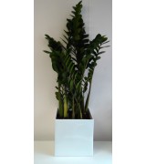 Zamioculcas 