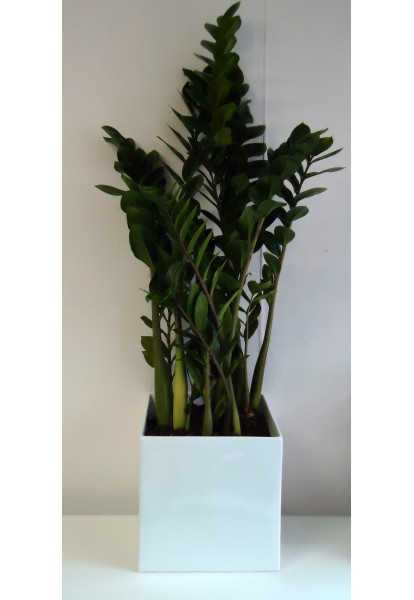 Zamioculcas 