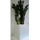 Zamioculcas 
