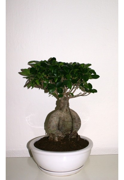 Bonsai Ficus Microcarpa