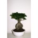 Bonsai Ficus Microcarpa