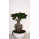 Bonsai Ficus Microcarpa