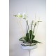 Phalenopsis ve skleněné číši