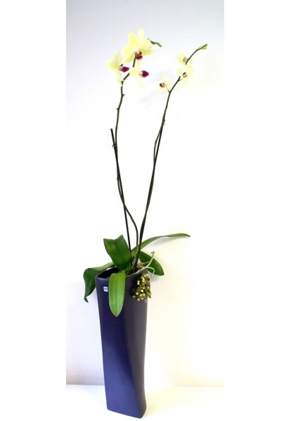 Orchidej ve váze Asa Twist přizdobena srdíčky