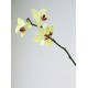 Orchidej ve váze Asa Twist přizdobena srdíčky