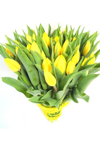 Žluté tulipány Žluté tulipány