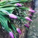 20 tulipánů s voňavým bremem