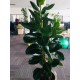 Kanceláře společnosti Netscount - rostliny a péče o ně