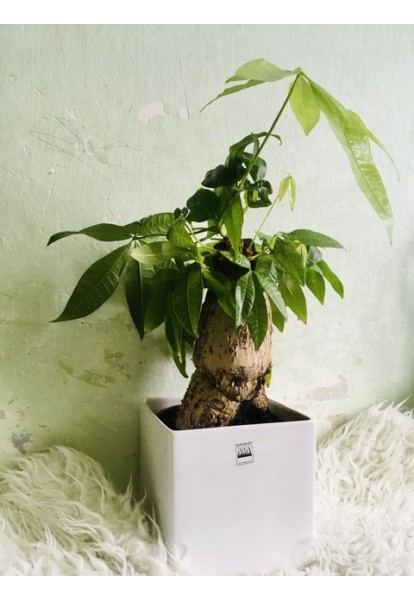 Pachira aquatica Pachira aquatica