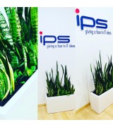 IPS Revitalizace rostlin, výsadba  a sjednocení květináčů