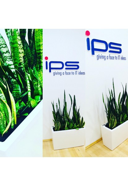 IPS Revitalizace rostlin, výsadba a sjednocení květináčů IPS Revitalizace rostlin, výsadba a sjednocení květináčů